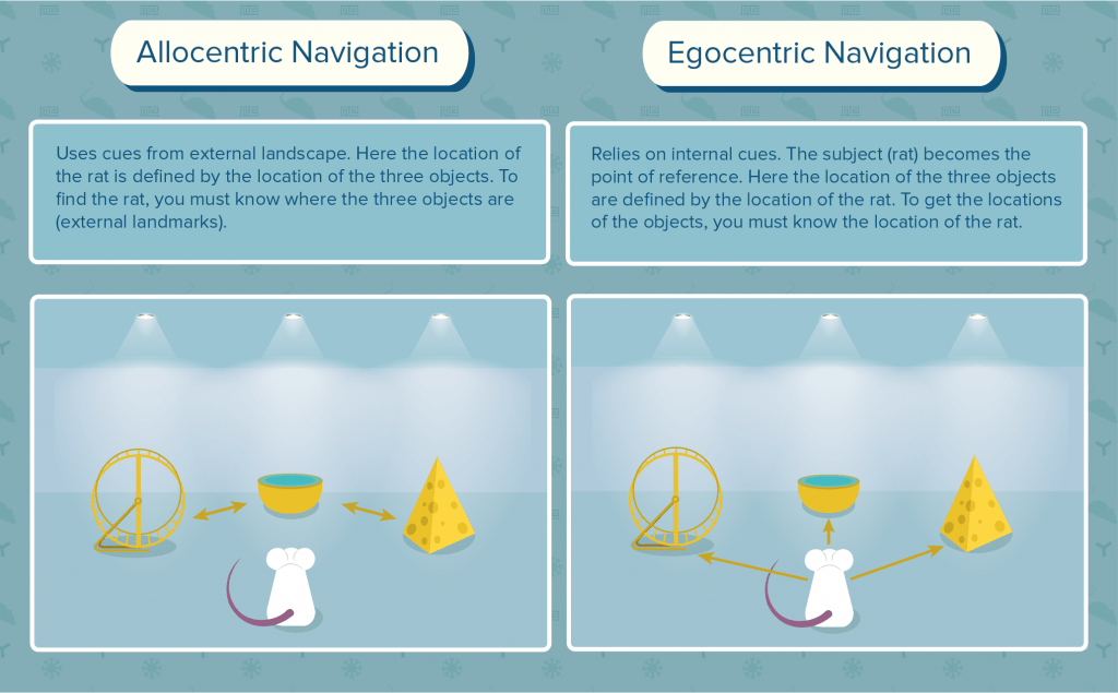 A Beginner S Guide To Spatial Learning Maze Engineers