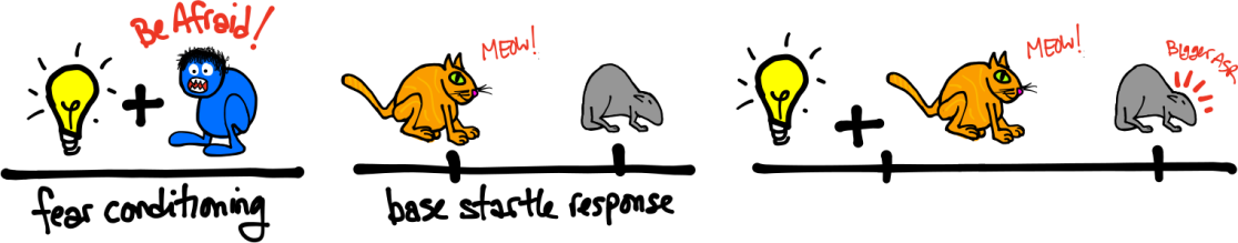 Enhanced ASRs occur when a startle stimulus is paired with a fear-conditioned stimulus.
