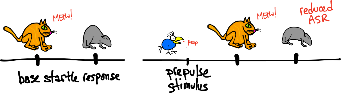 Pre-pulse inhibition. Left, baseline ASR. Right, reduced ASR following a pre-pulse