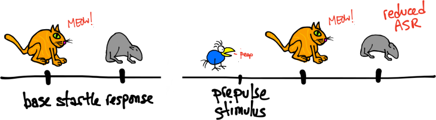 Pre-pulse inhibition. Left, baseline ASR. Right, reduced ASR following a pre-pulse