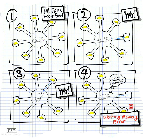 Figure 2. A sample task designed to test working memory. (1) All arms are baited, and the mouse waits for doors to open. (2) 1st choice: always gets the cheese. (3) 2nd choice: Mouse correctly chooses a new arm. (4) 3rd choice: Mouse re-enters an already chosen arm, committing a working-memory error, and laments his damaged hippocampus.