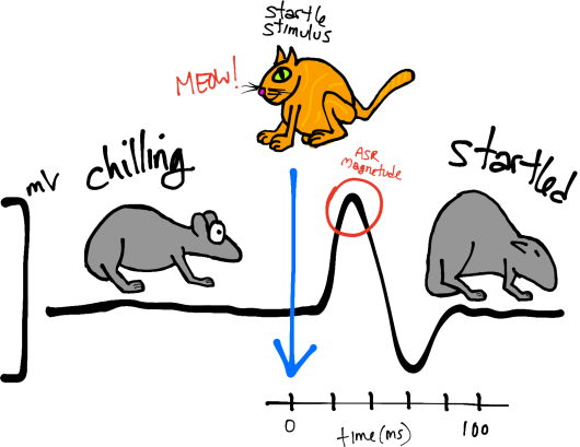 Figure 1. Left, schematic of the startle response, including the quantified response (black line = voltage trace) and characteristic behavior. Right, a startle chamber. Sensors connected to the floor bars detect movement and output voltage. Typically, footshocks (see below) can also delivered to the floor bars, although the mechanism for doing so is not depicted here.