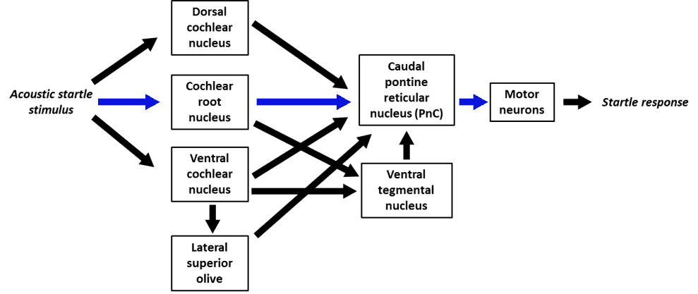 startle reflex connections