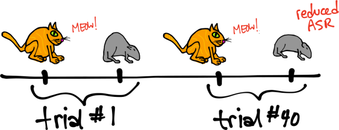 Reduced ASR after stimulus repetition. Here a single session is depicted, so this is shirt-term habituation.