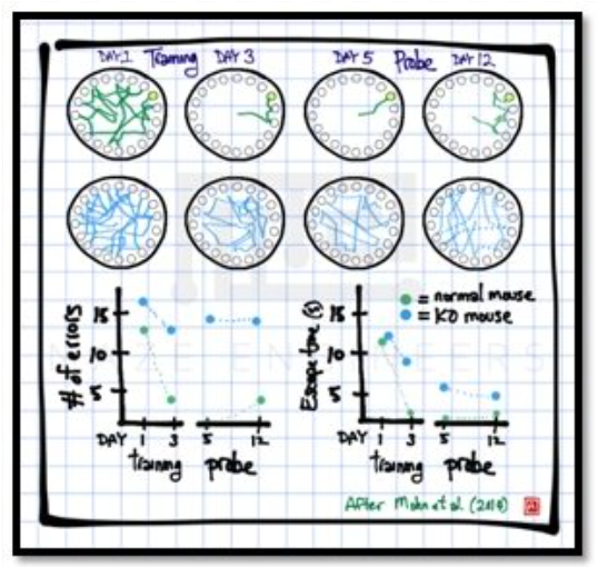 The Barnes Maze Test | Maze Engineers