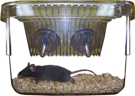 Sucrose Preference Test in environmental enrichment for animals