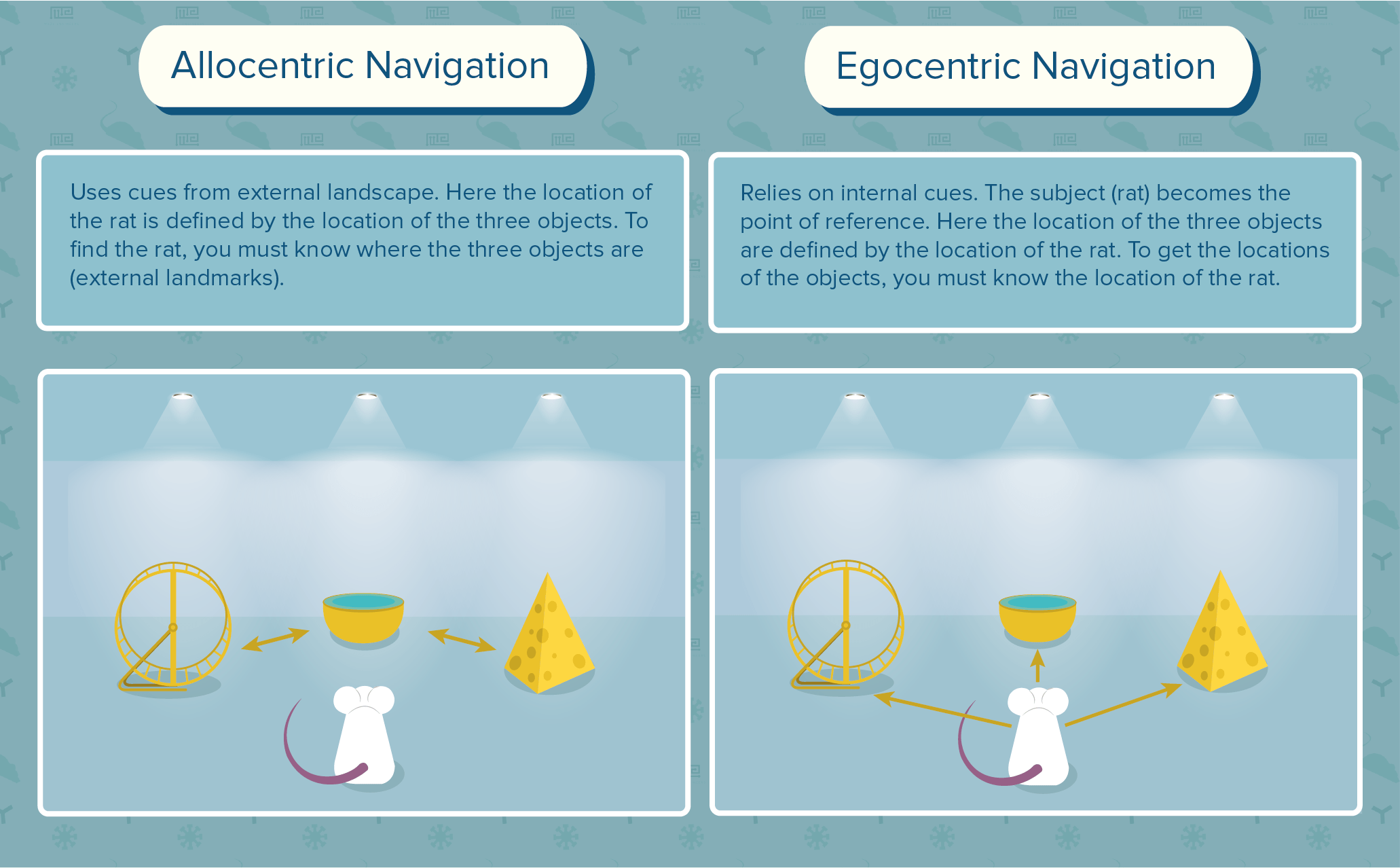 Spatial learning: allocentric navigation vs egocentric navigation