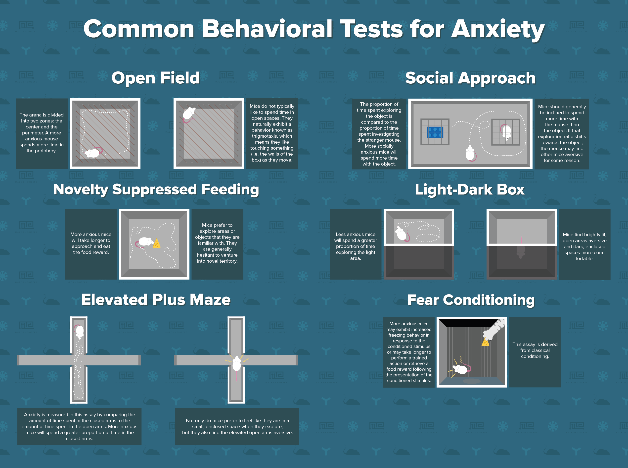 Common behavioral test for animal models of anxiety