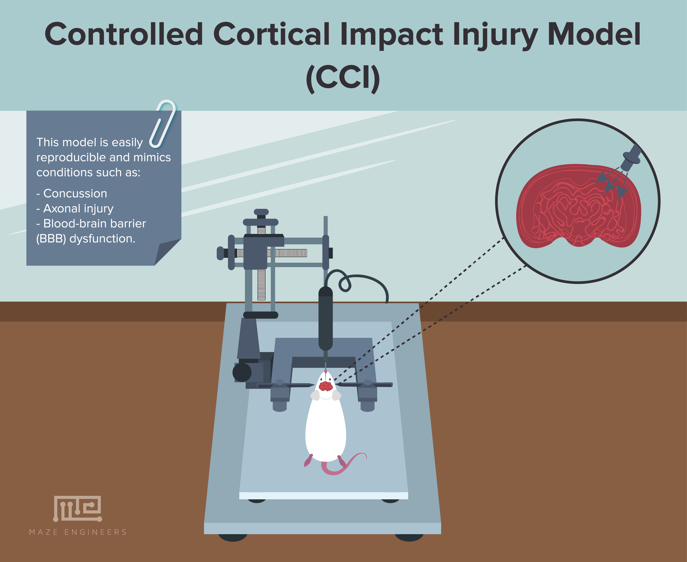 photo of a Controlled Cortical Impact Injury Model