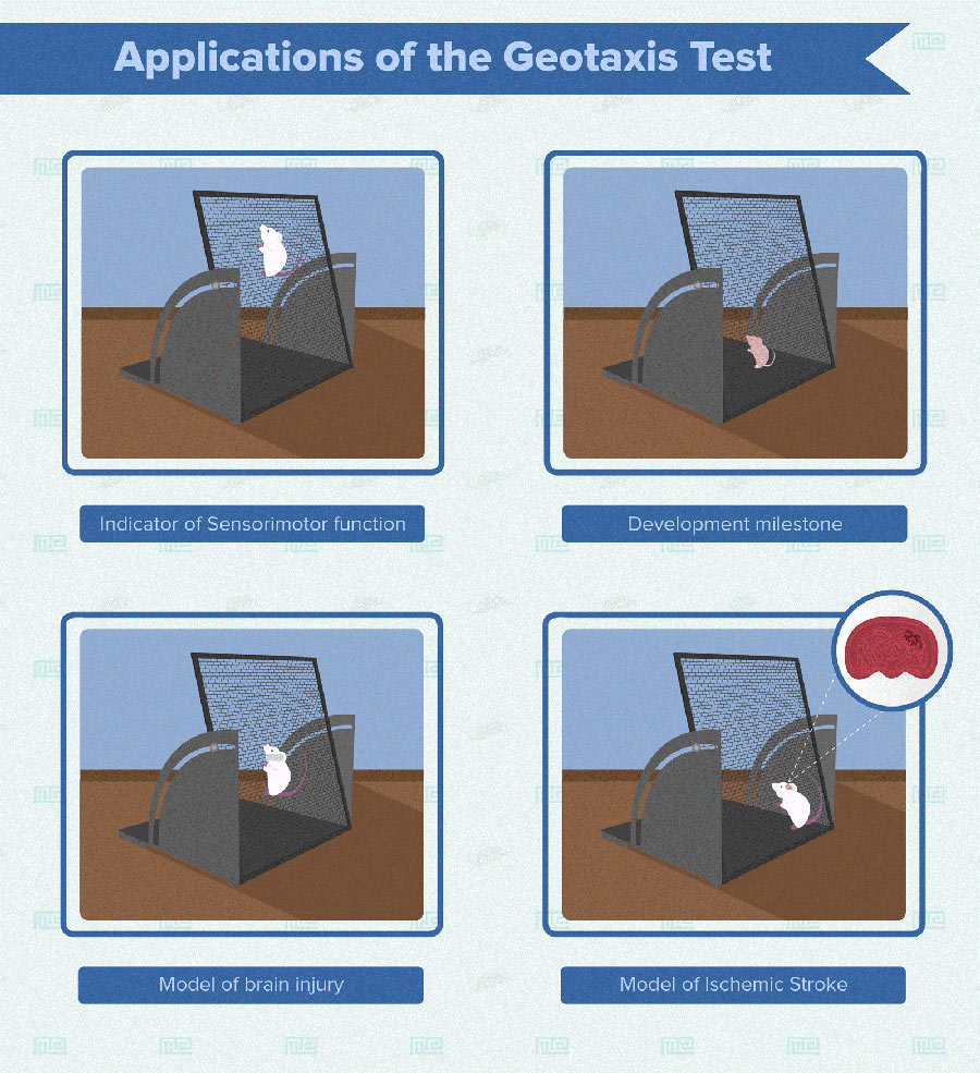 Geotaxis test