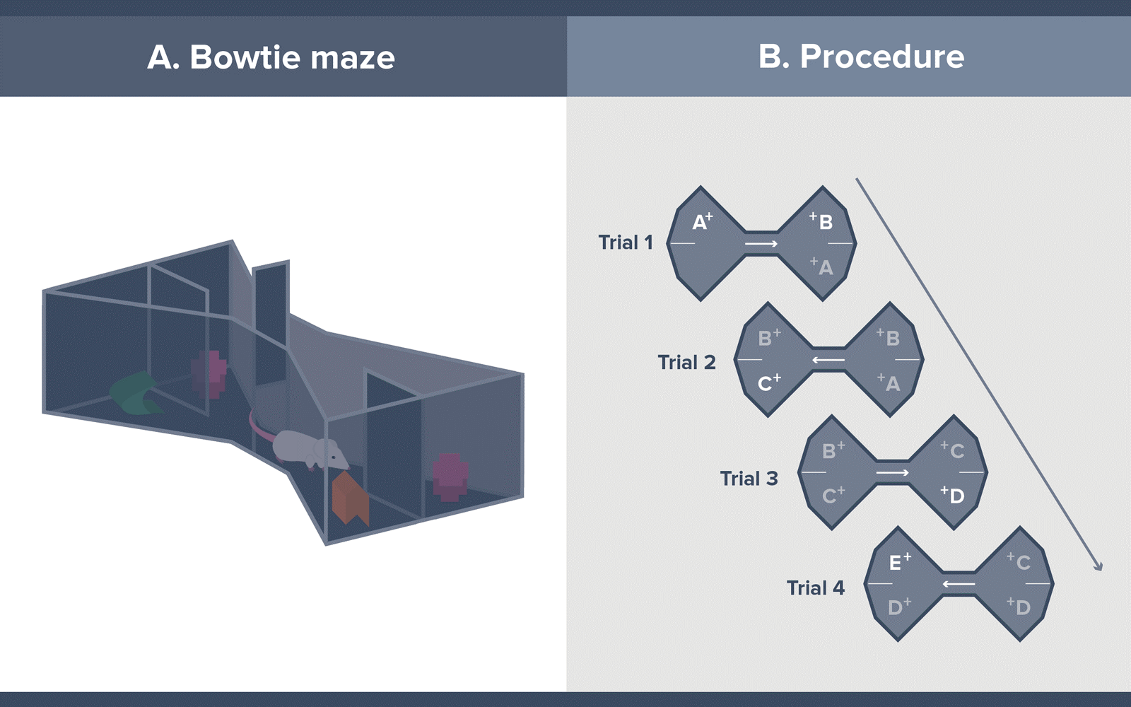 Bowtie Mazes procedure figure