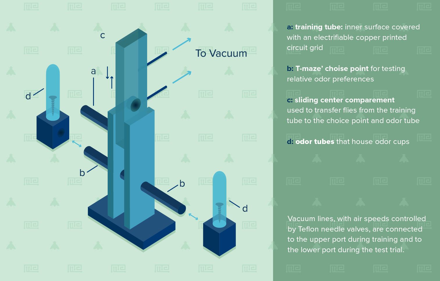Drosophila Olfactory Operant Conditioning infographic