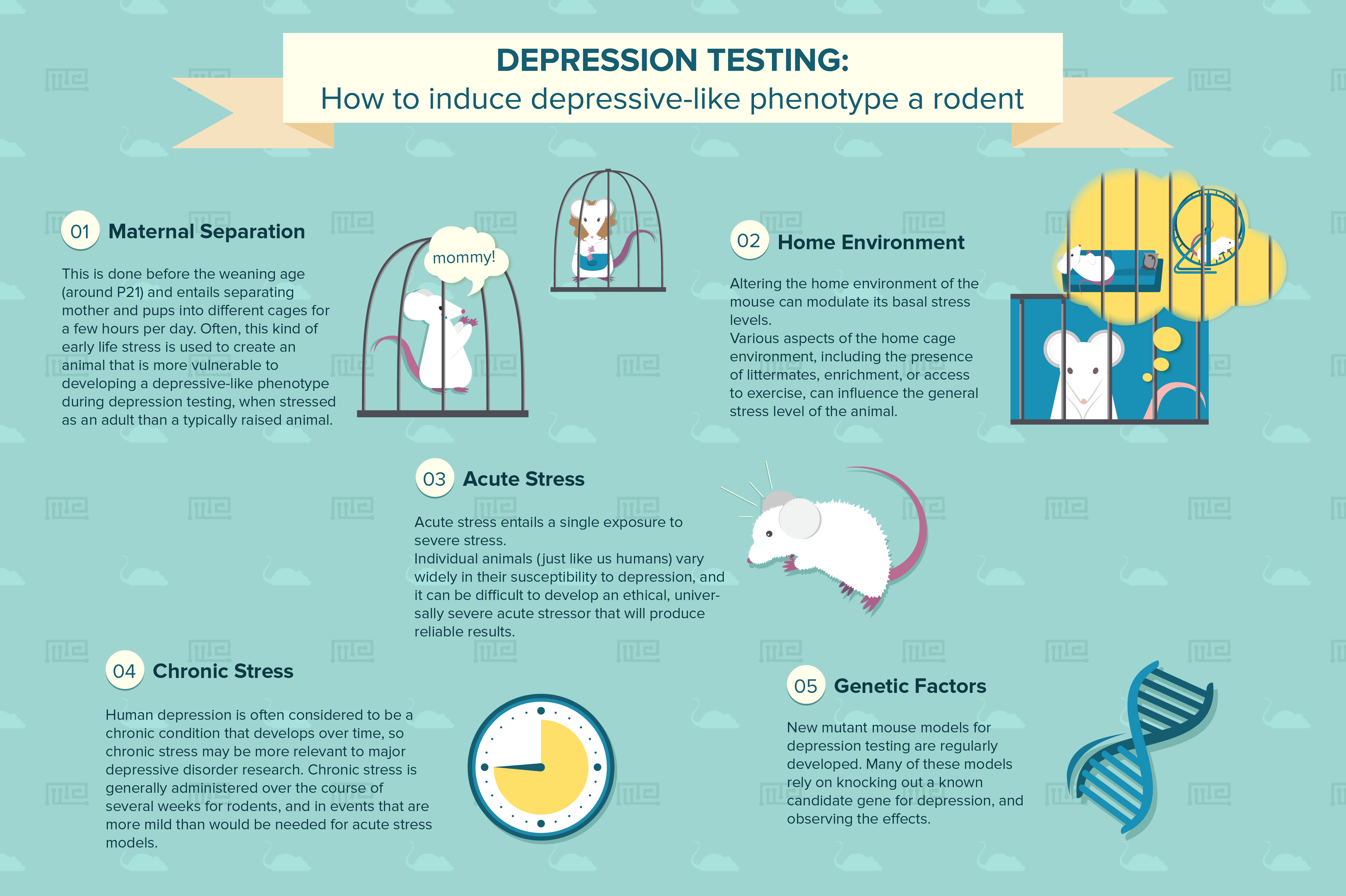 Depression Testing: How to induce depressive-like phenotype in rodents