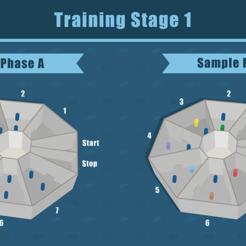 Novel Object Recognition Assay training stage