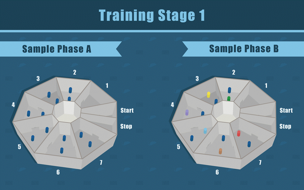 Novel Object Recognition Assay training stage