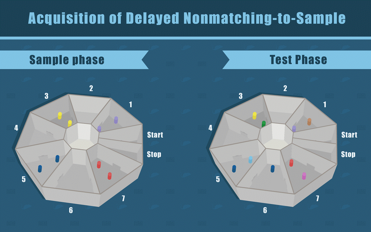 Acquisition of Delayed Nonmatching-to-Sample of Novel Object Recognition Assay
