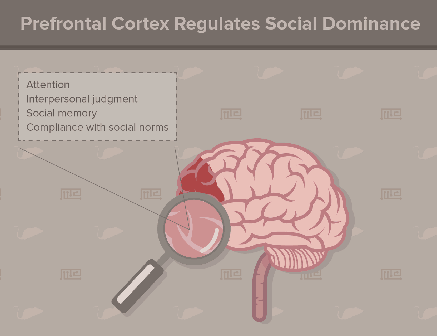 prefrontal cortex-social hierarchy in animals