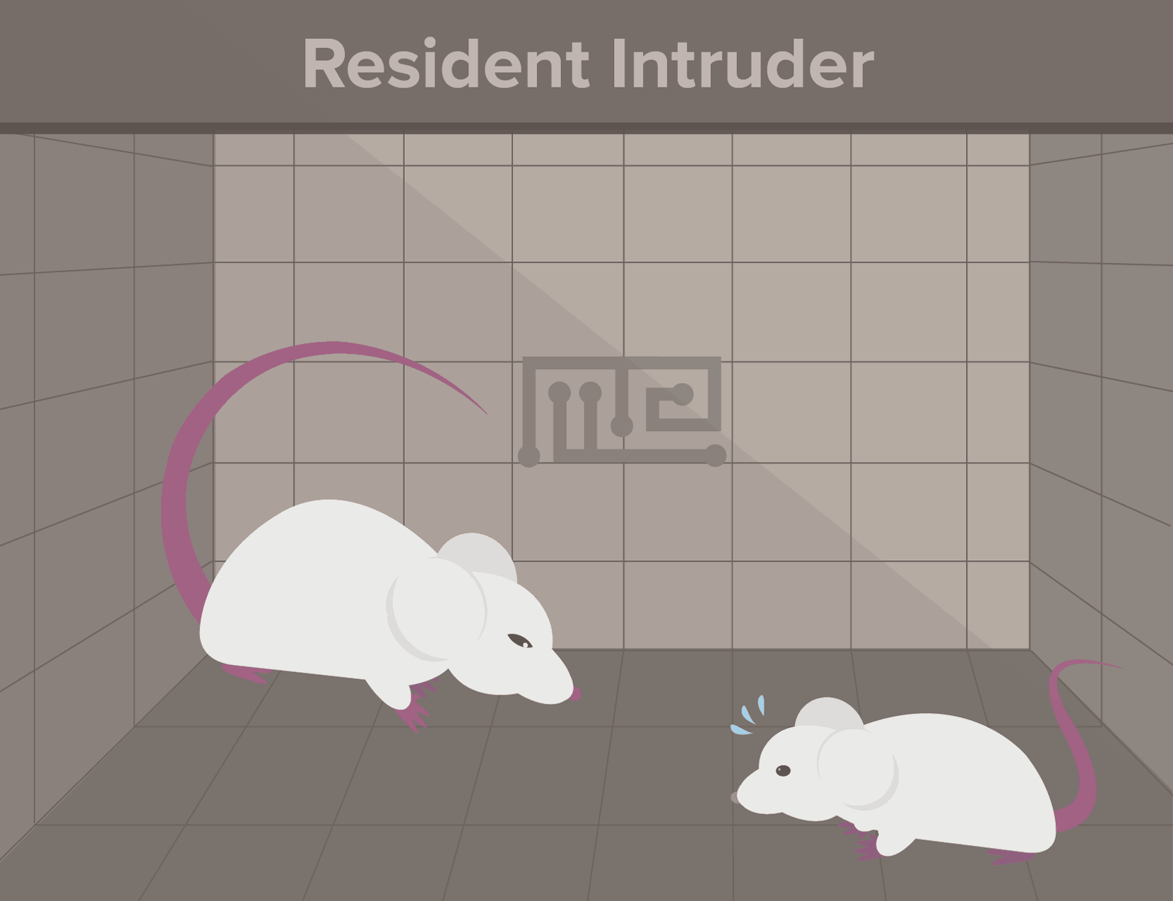 resident intrusion-social hierarchy in animals