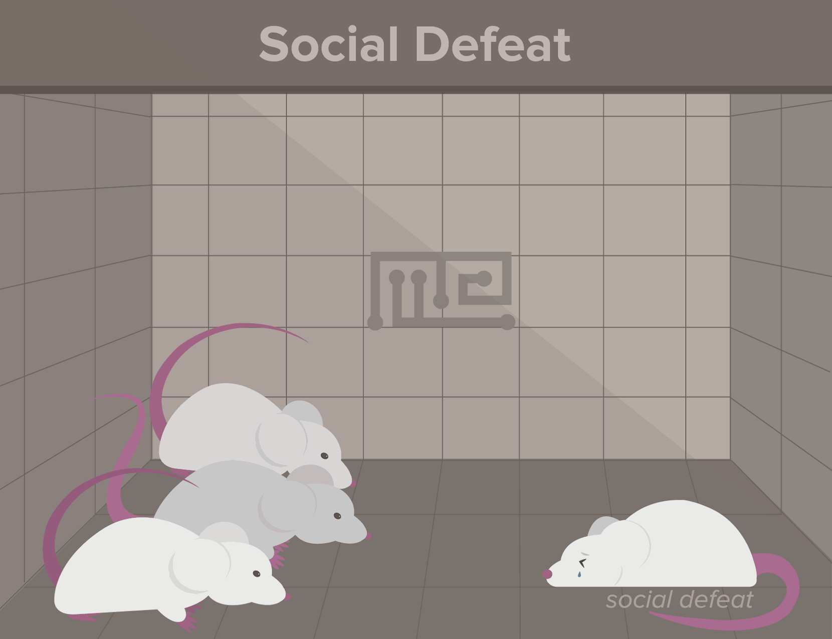 social defeat-social hierarchy in animals