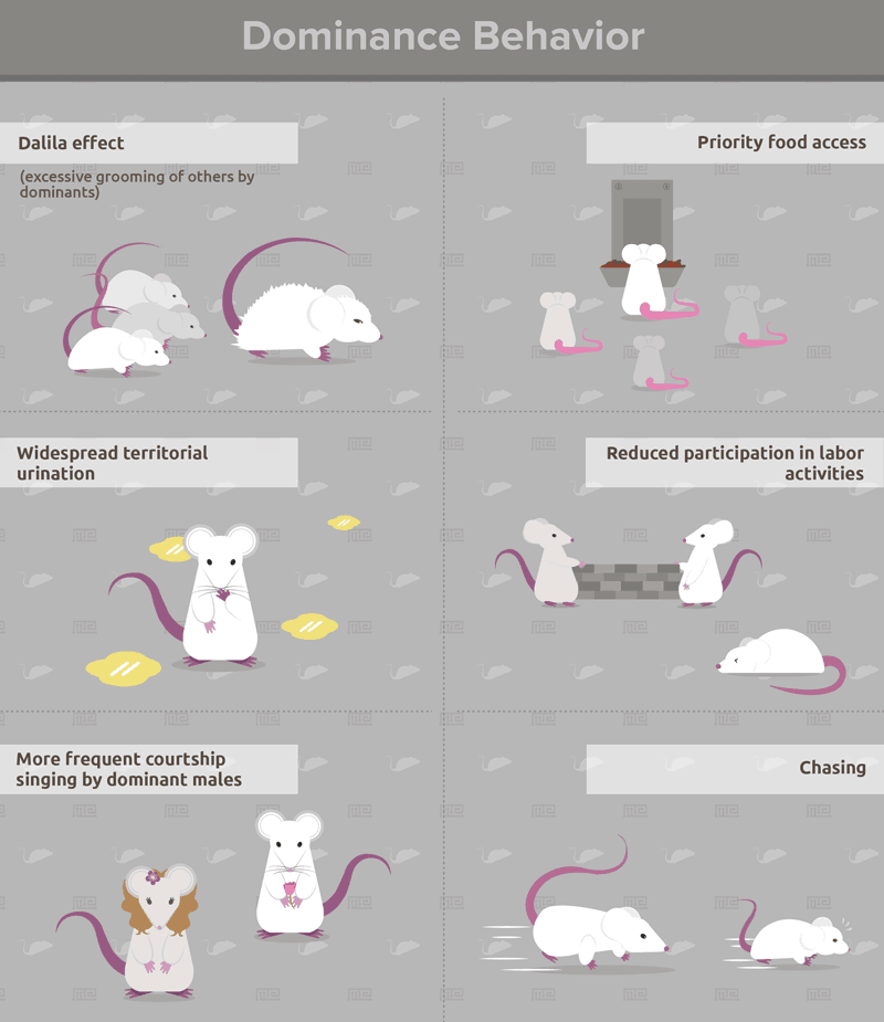 social dominance behavior-social hierarchy in animals