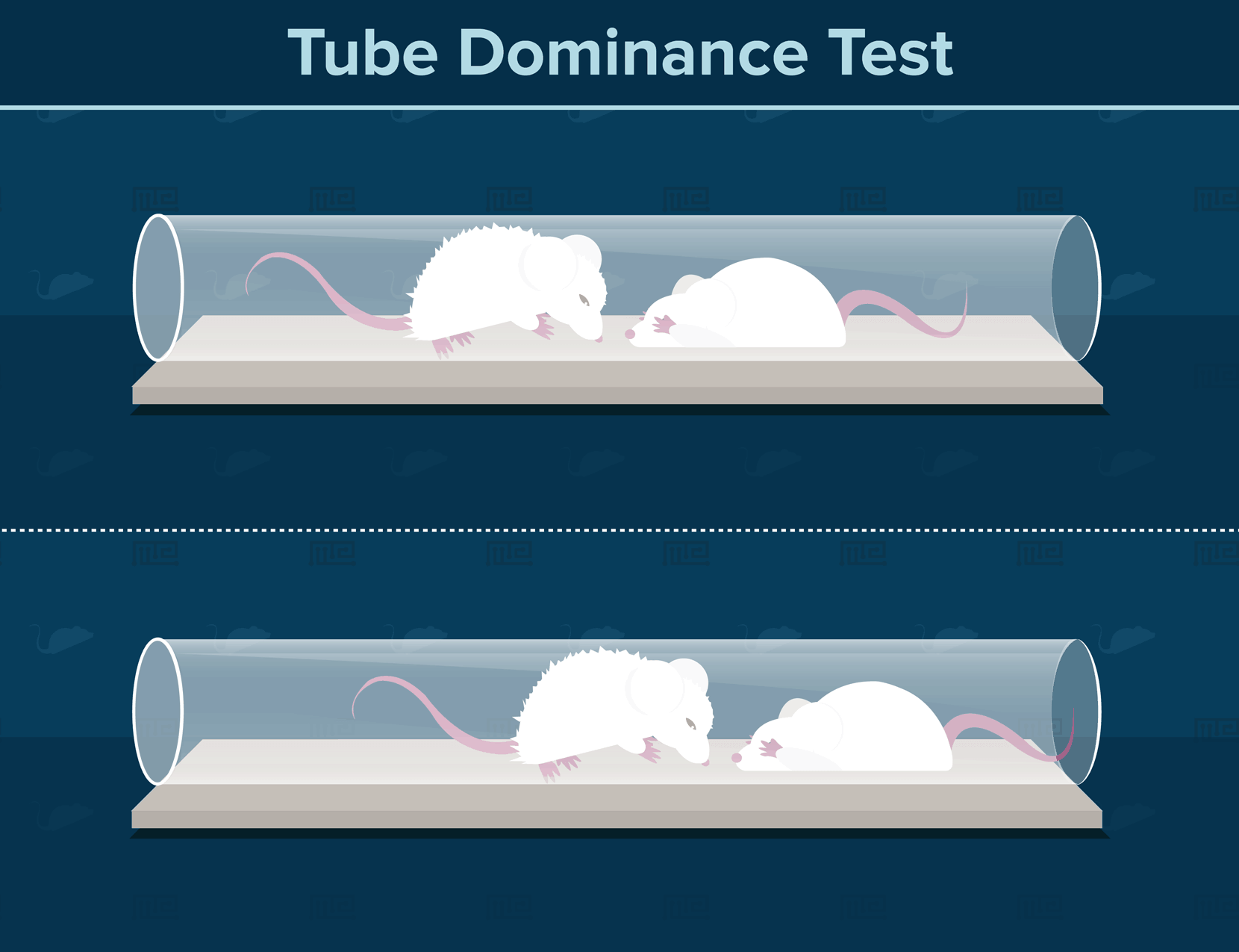 tube dominance test-social hierarchy in animals
