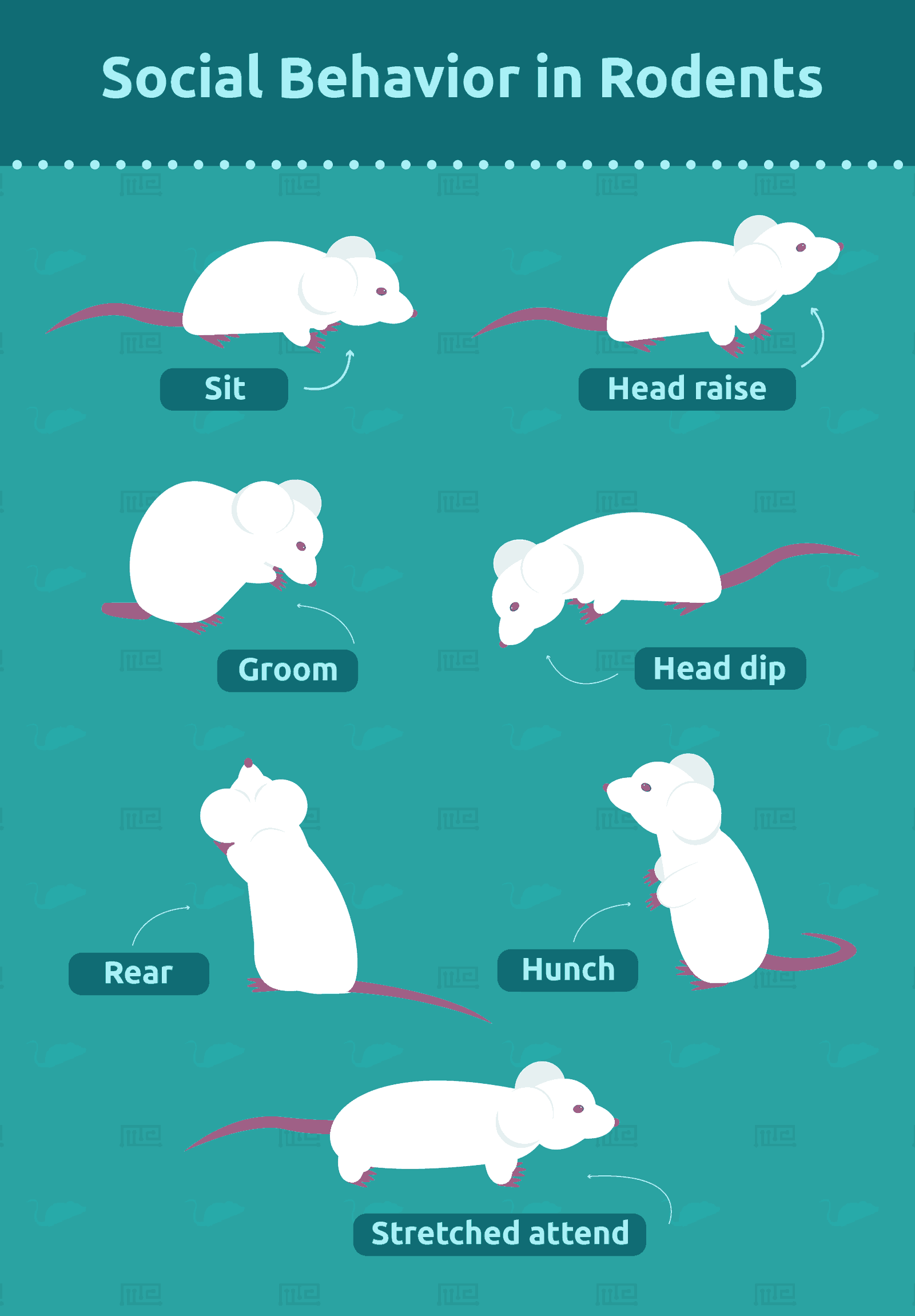 Rodent Social Behavior hole board test