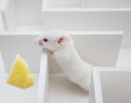 history of behavioral testing with mazes using rats