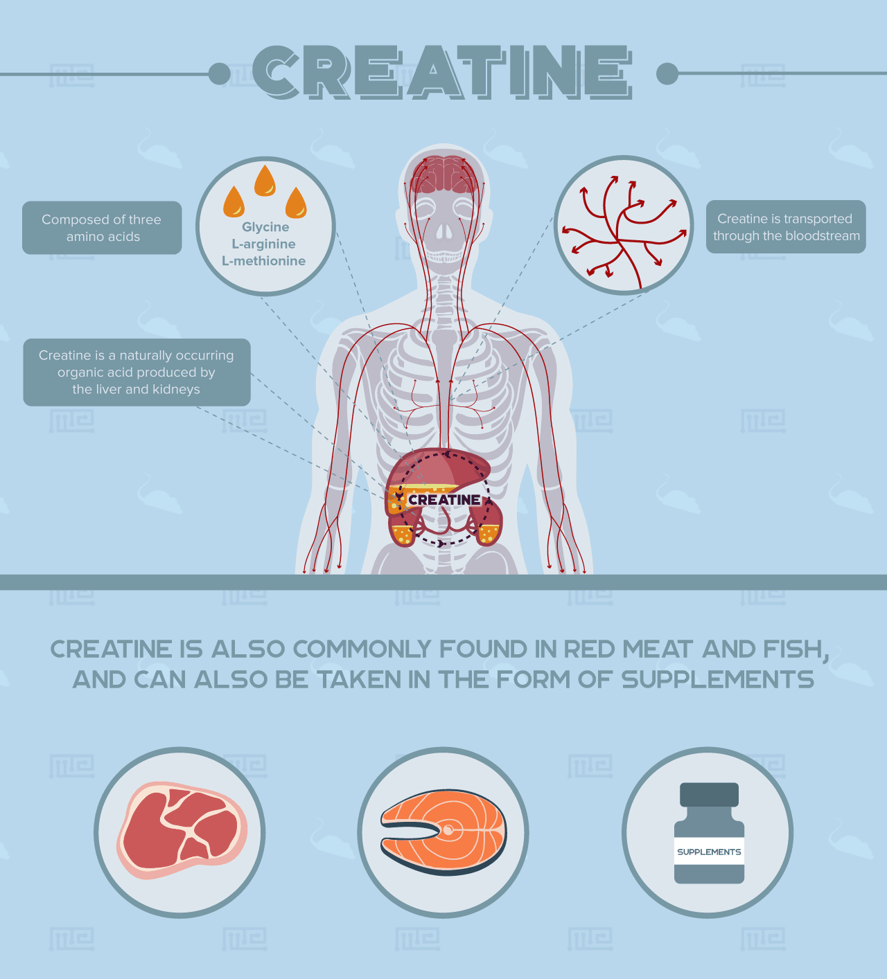 Effects of Creatine on Mice Behavior image