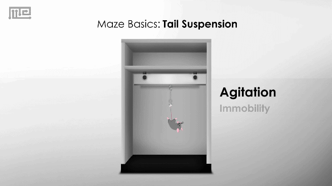 Maze Basics Tail Suspension test