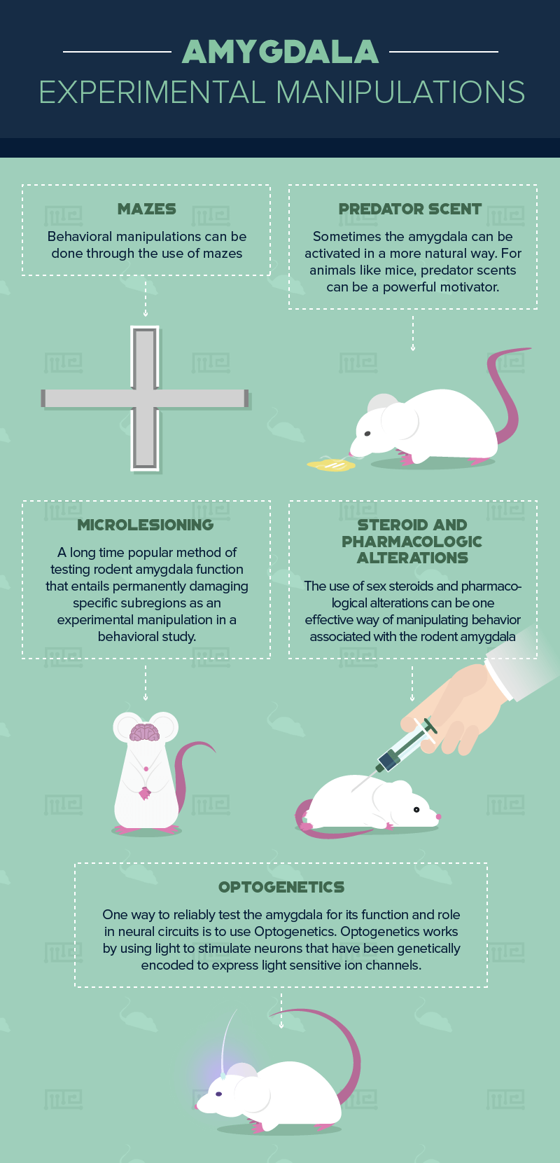 Amygdala role in behavior