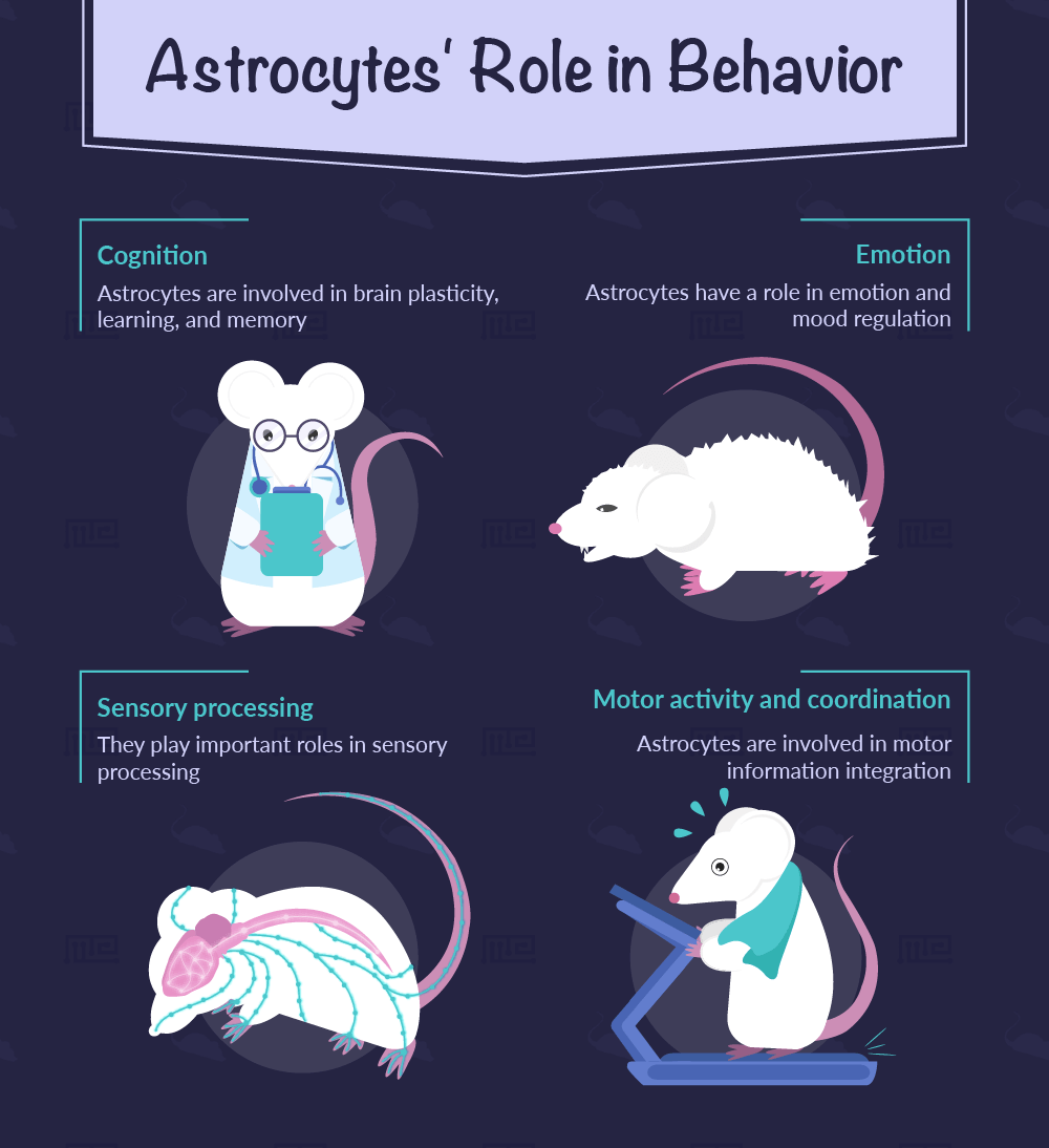 astrocytes function