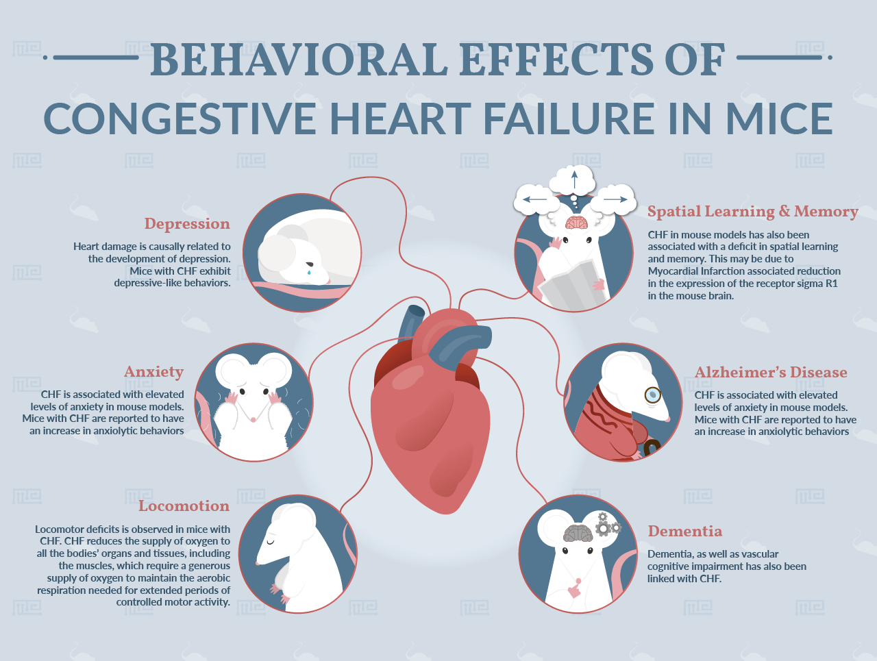 Congestive Heart Failure and dementia in Mice