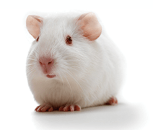 guinea pig animal model fig 4
