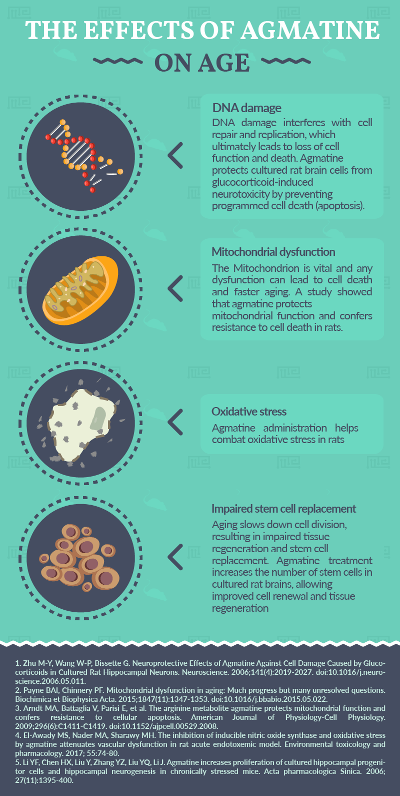 effect of agmatine on age