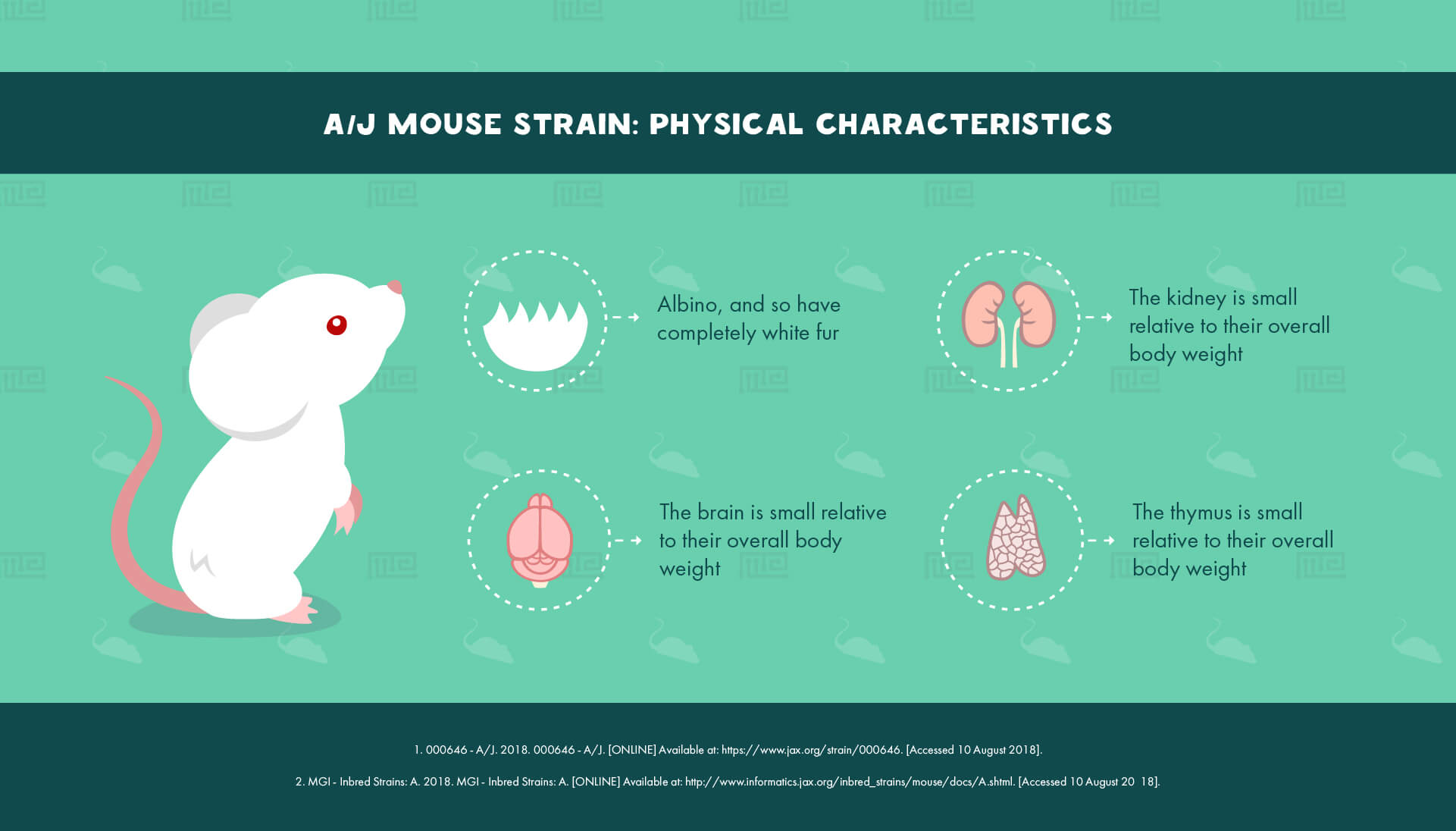 A/J Mouse Strain : Physical Characteristics