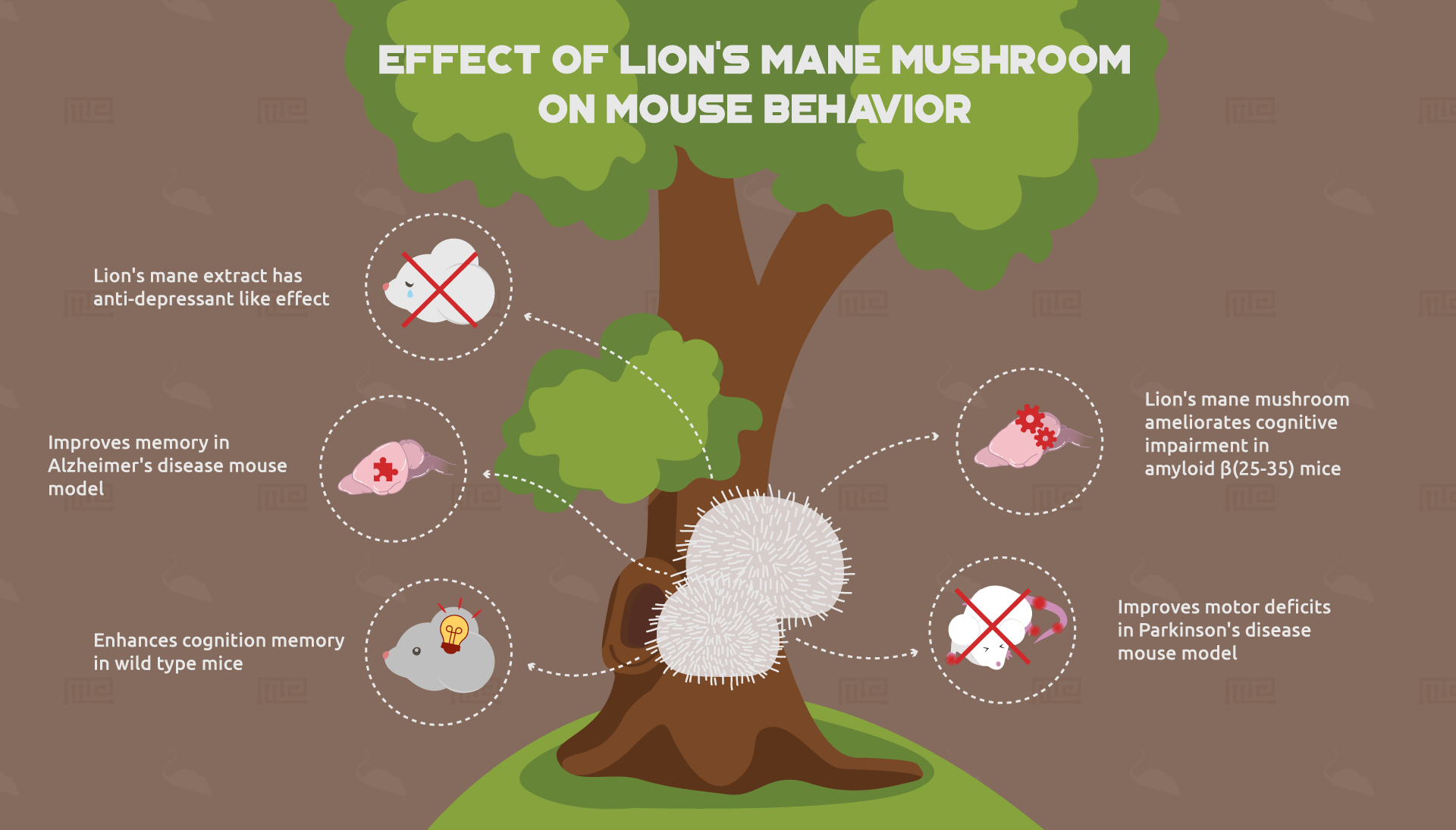 Effect-of-Lion's-mane-mushroom-on-mouse-behavior-2