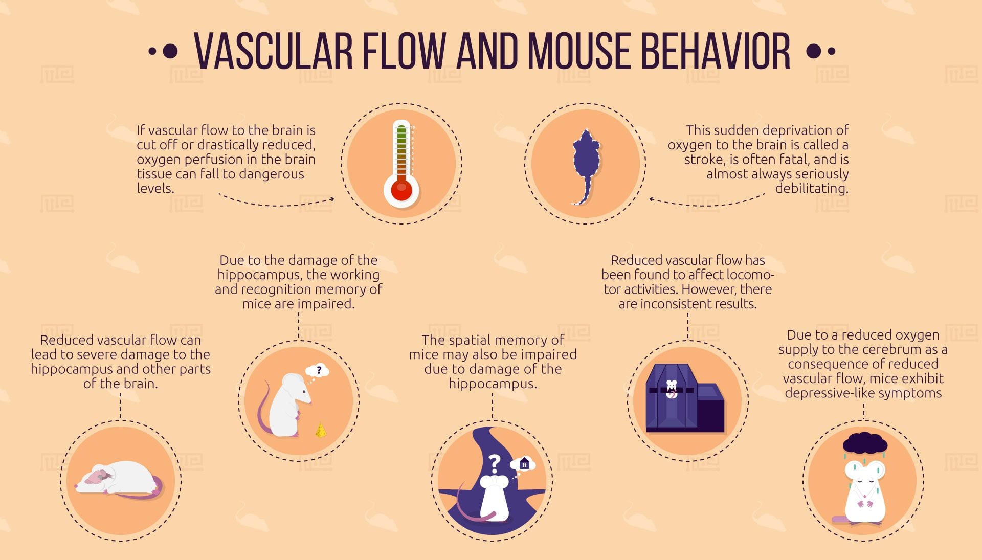 Vascular-Flow-and-Mouse-behavior