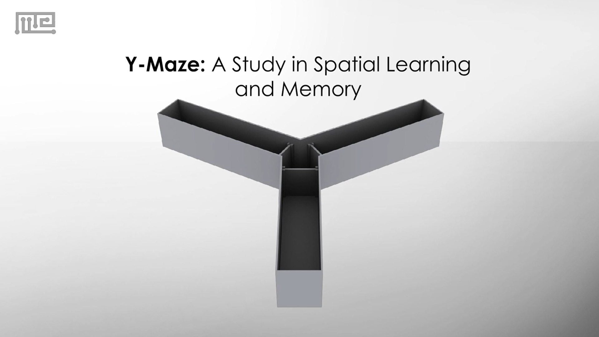 y maze test comparison
