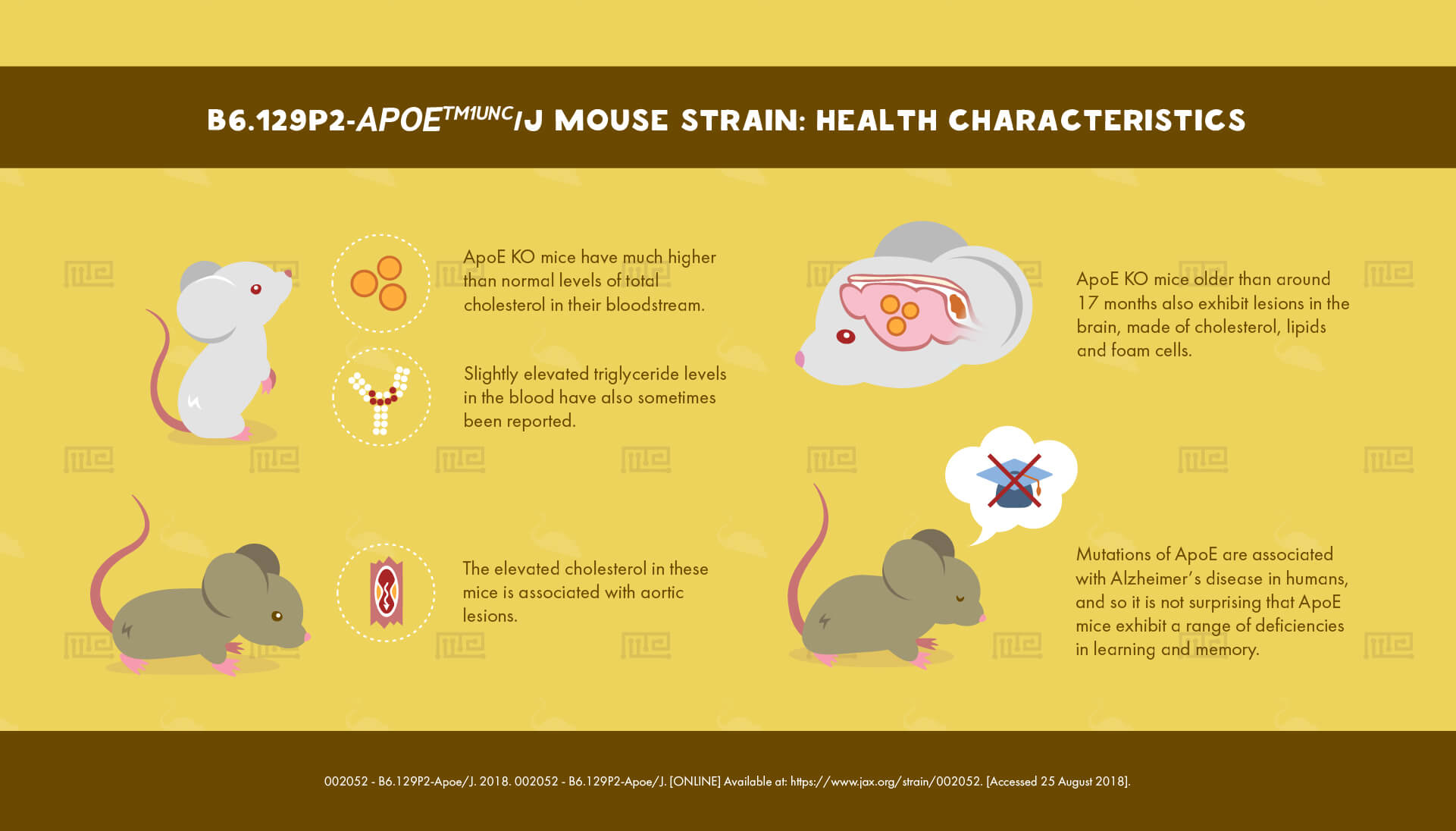 B6.129P2-Apoetm1Unc/J Mouse Strain : Health Characteristics