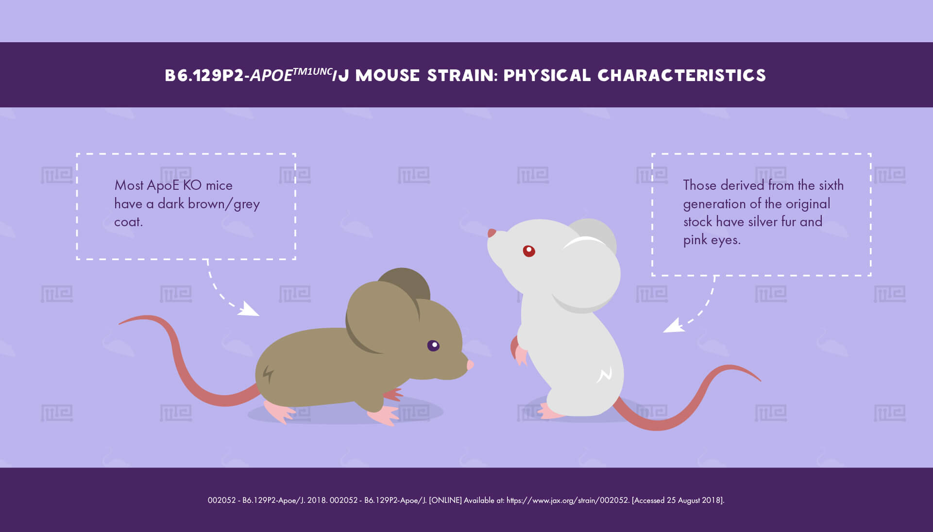 B6.129P2-Apoetm1Unc/J Mouse Strain : Physical Characteristics