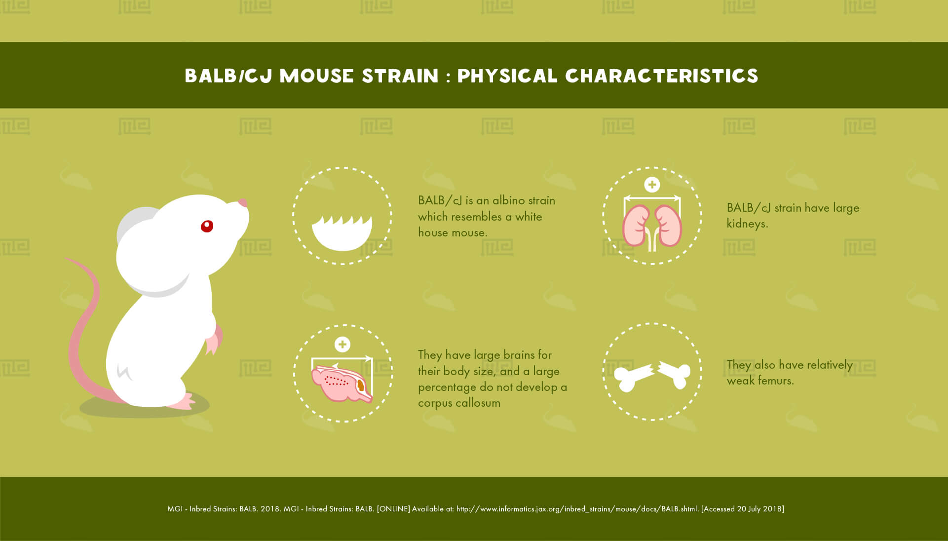 BALB/CJ Mouse Strain : Physical Characteristics