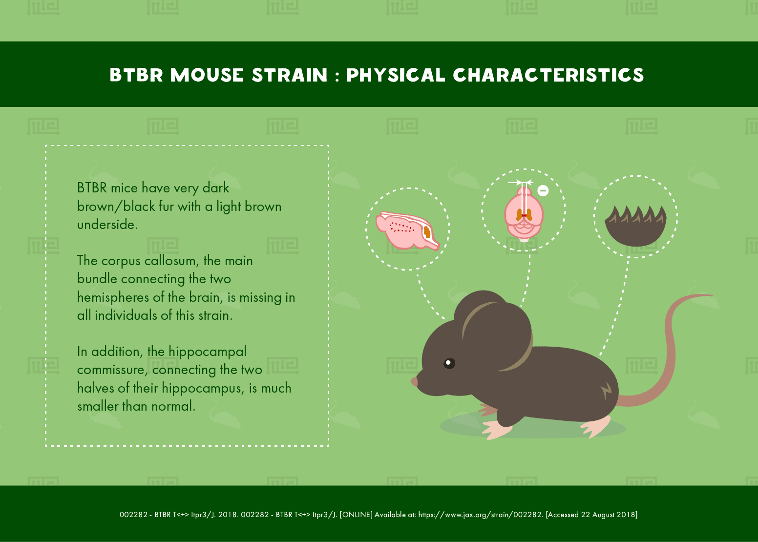 BTBR MOUSE STRAIN : PHYSICAL CHARACTERISTICS