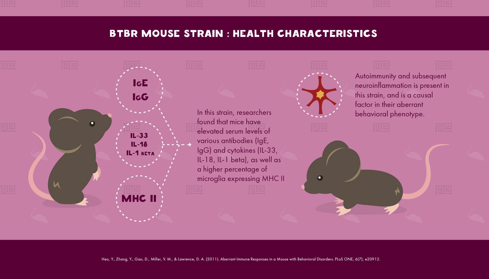 BTBR Mouse Strain : Health Characteristics