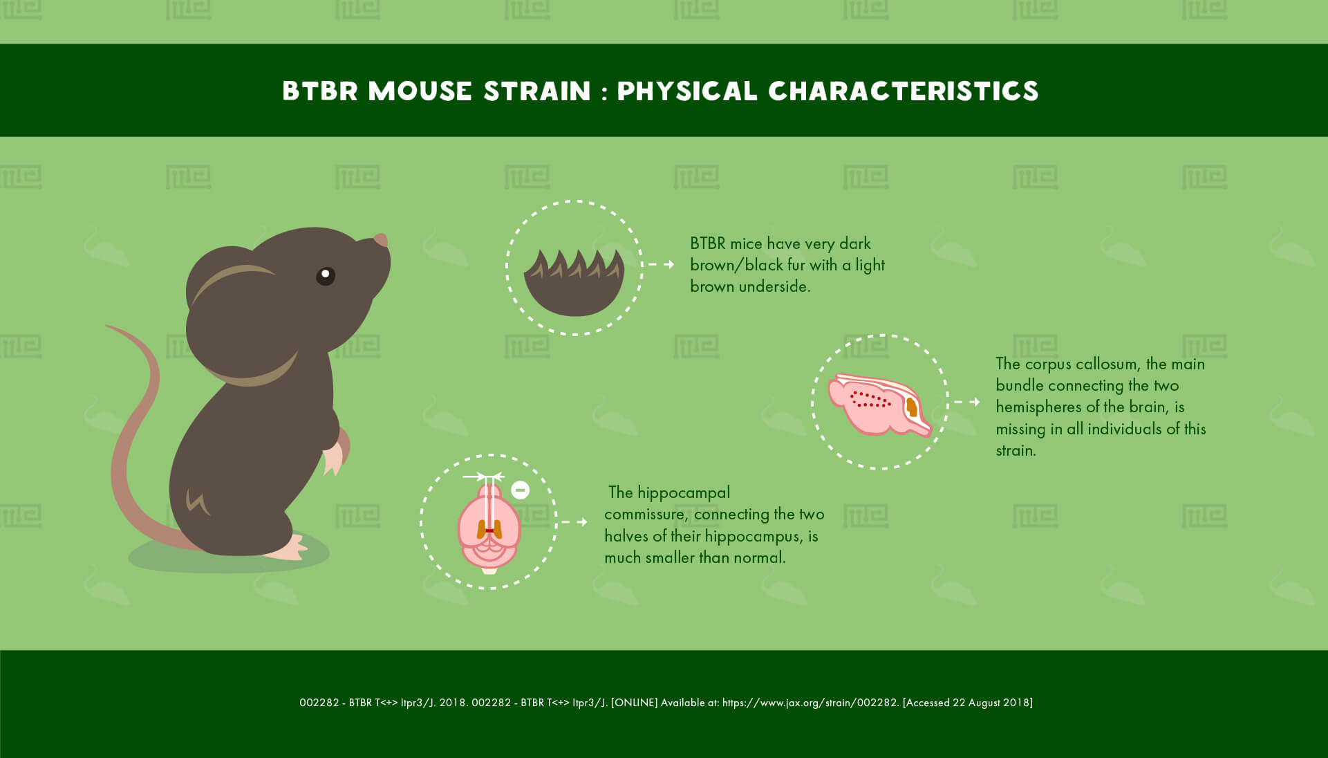 BTBR Mouse Strain : Physical Characteristics