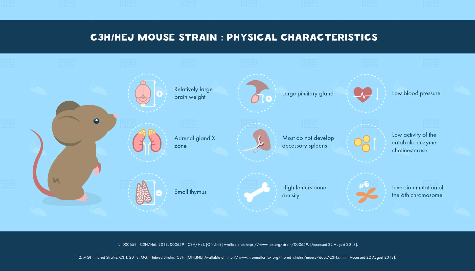 C3H/HeJ Mouse Strain : Physical Characteristics