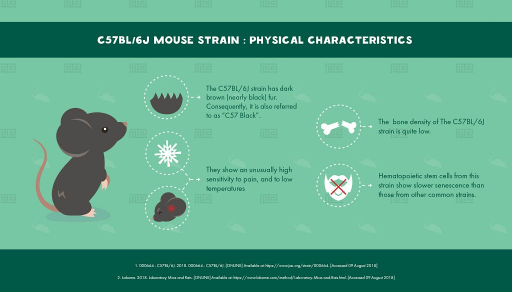 C57BL/6J Mouse Strain - Maze Engineers