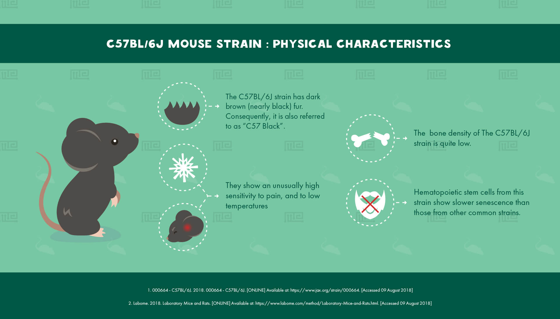 C57BL/6J Mouse Strain : Physical Characteristics