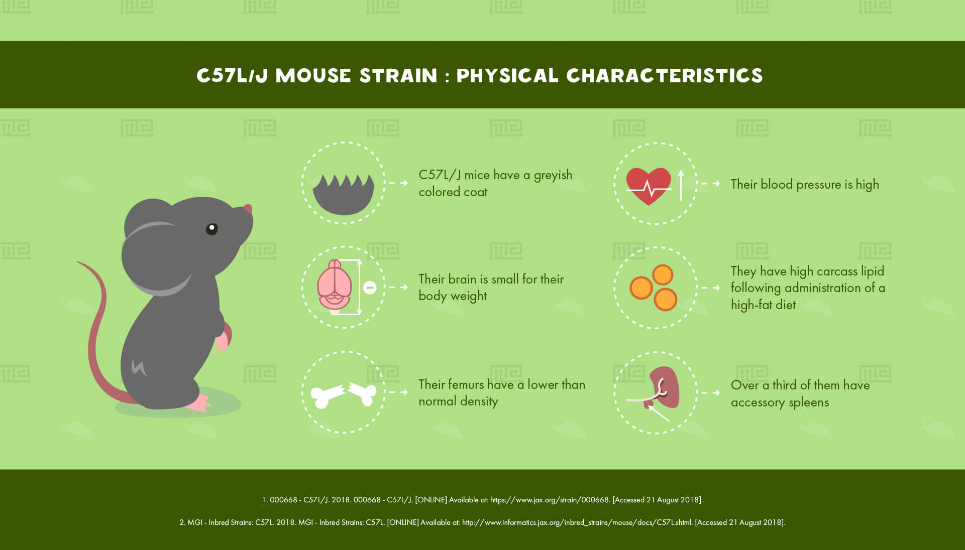 C57L/J Mouse Strain : Physical Characteristics