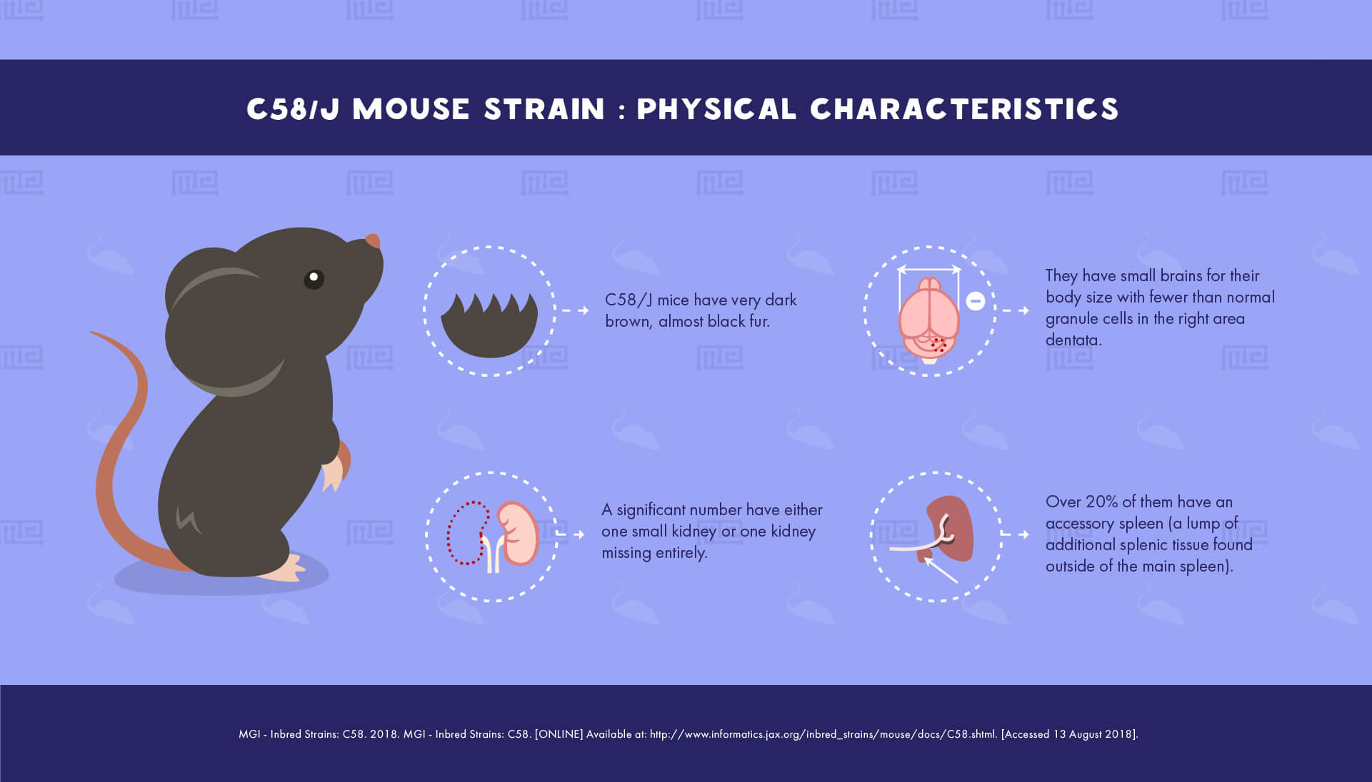 C58/J Mouse Strain - physical Characteristics