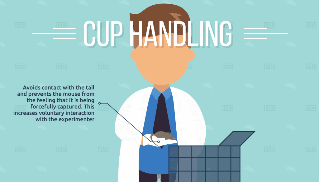 How to Minimise Anxiety in Mouse Handling - Maze Engineers
